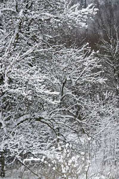 Snowy lasu detal — Zdjęcie stockowe