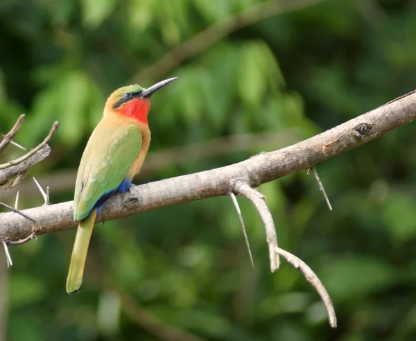 Barevné bee-eater sedící na větvi — Stock fotografie