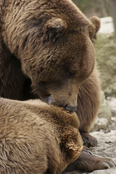 棕色的熊详细信息 — 图库照片