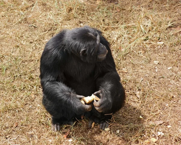 Schimpans sitter på gräsbevuxen mark — Stockfoto