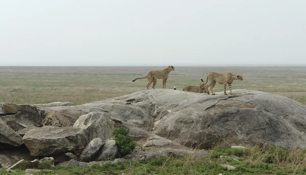 Некоторые гепарды в саванне — стоковое фото