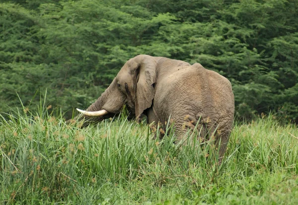 Elefante en alta vegetación —  Fotos de Stock