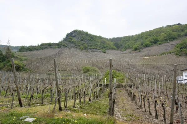 Vineyard in the Vulkan Eifel — Stock Photo, Image