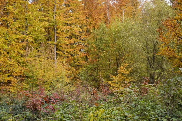 Цветная осенняя листва — стоковое фото