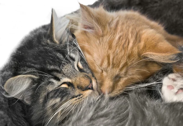 Snuggling kittens — Stock Photo, Image
