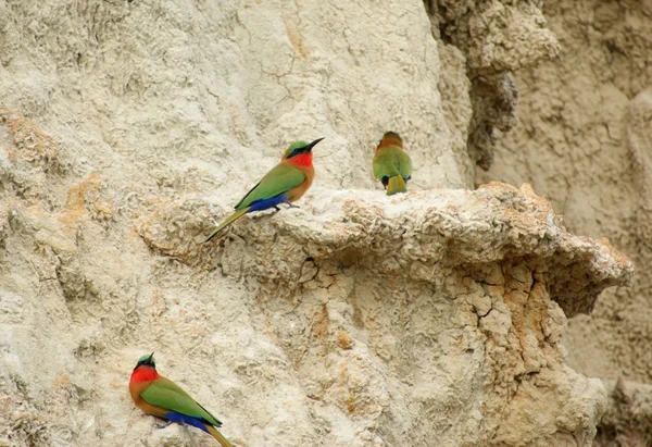 Colorful Bee-eaters on earth formation — Stock Photo, Image