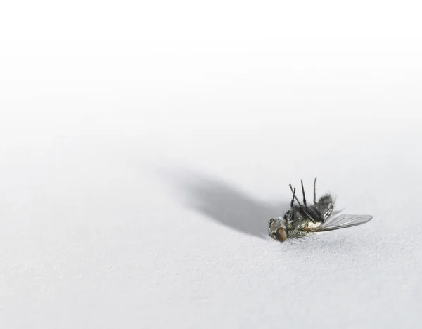 Dead fly in light back — Stock Photo, Image