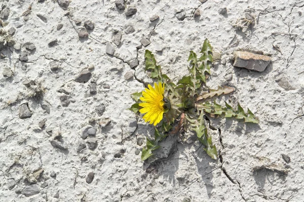 stock image Dandelion plant in arid ambiance