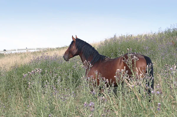 Cavalo marrom em um prado — Fotografia de Stock