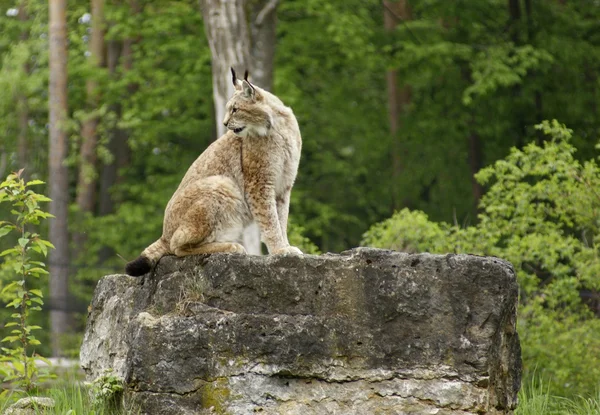 Eurasian Lynx on rock formation — Stock Photo, Image