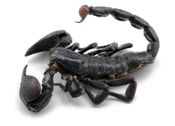 Escorpión oscuro —  Fotos de Stock