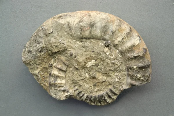 Fossil fragment — Stock Photo, Image