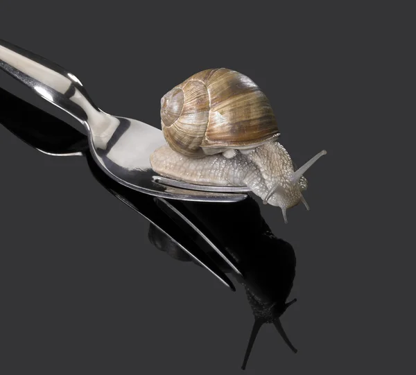 Grapevine snail on fork — Stock Photo, Image