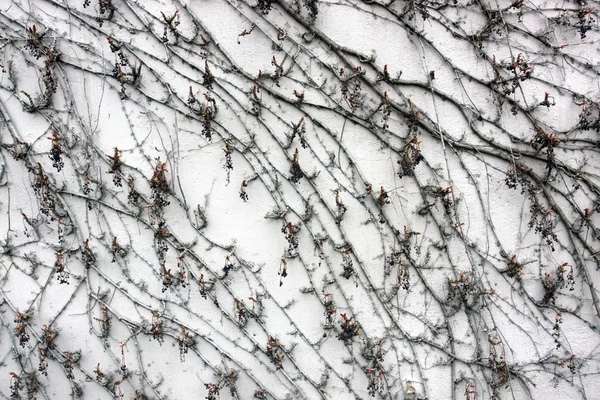 葉のないバージニアクリーパー — ストック写真