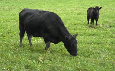 Dark cows on green grass clipart