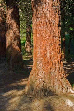 Sunny illuminated redwood stem clipart