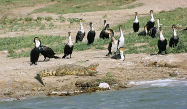 Birds and crocodile in Uganda clipart