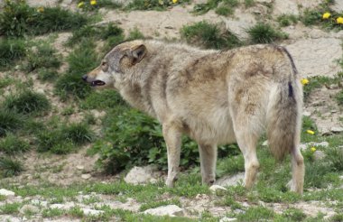 Gray Wolf standing in natural ambiance clipart