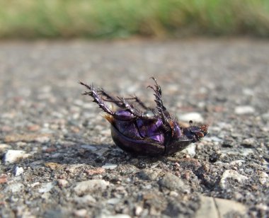 Dead bug supine on pavement clipart