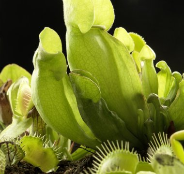Carnivorous plants clipart