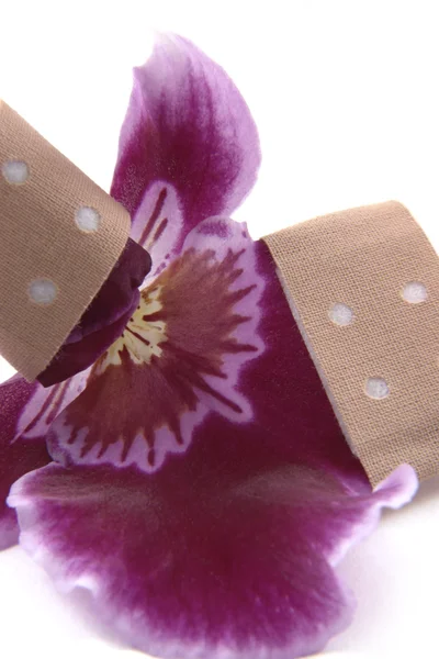 Flor de orquídea violeta e fita isolante — Fotografia de Stock