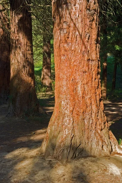 Soliga belysta redwood stam — Stockfoto