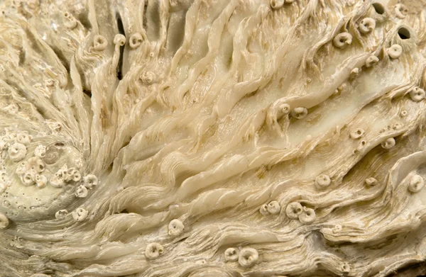 Abalone powłoki szczegółach — Zdjęcie stockowe