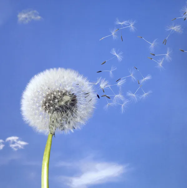 Одуванчик и летящие семена — стоковое фото