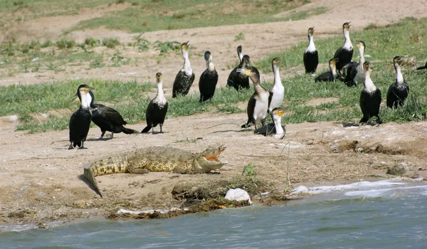 Birds and crocodile in Uganda — Stock Photo, Image