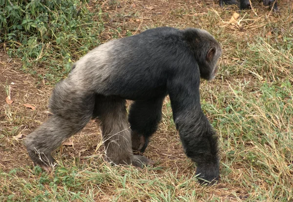 Ходячий шимпанзе — стоковое фото