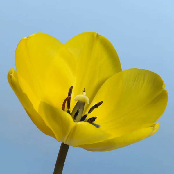 Gele tulp bloem — Stockfoto