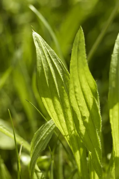 Ribwort plantain leaves — Stock Photo, Image