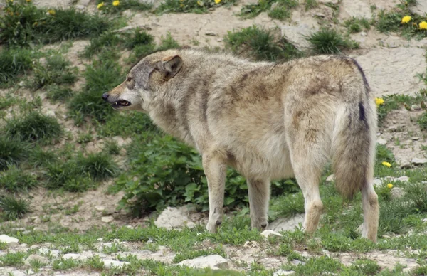Serigala abu-abu berdiri dalam suasana alami — Stok Foto