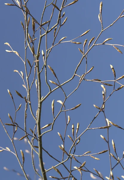 芽和小树枝 — 图库照片