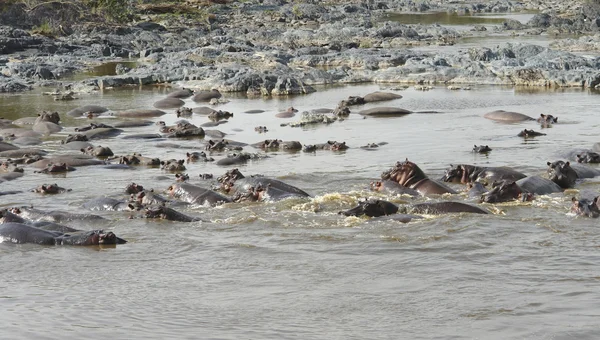 Viele schwimmende Flusspferde — Stockfoto