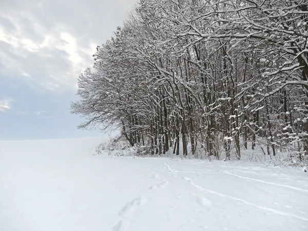 Detalle bosque invierno — Foto de Stock