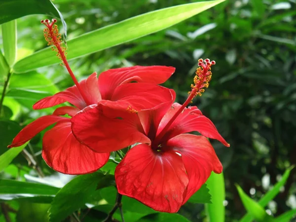 Rode tropische bloemen — Stockfoto