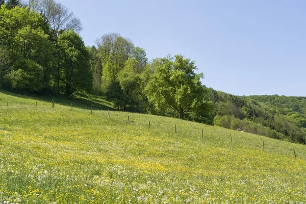Paisagem de primavera idílica em Hohenlohe — Fotografia de Stock