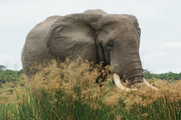Elefante en alta vegetación herbácea —  Fotos de Stock