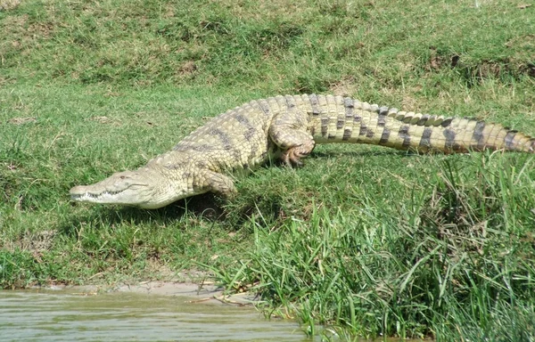 Crocodilo do Nilo correndo para a água — Fotografia de Stock