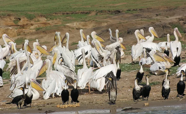 Aves en el Parque Nacional Reina Isabel en Uganda — Foto de Stock