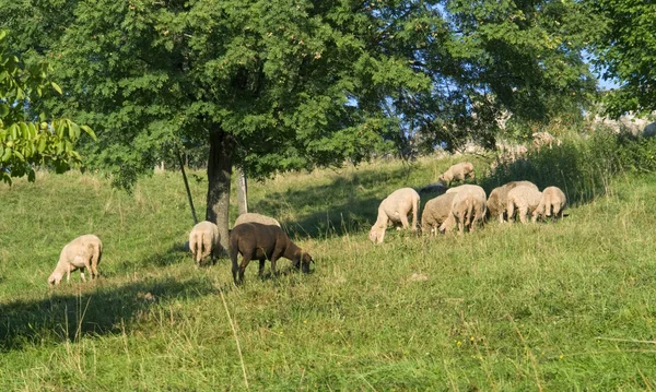 在阳光灿烂的氛围中放牧绵羊 — 图库照片