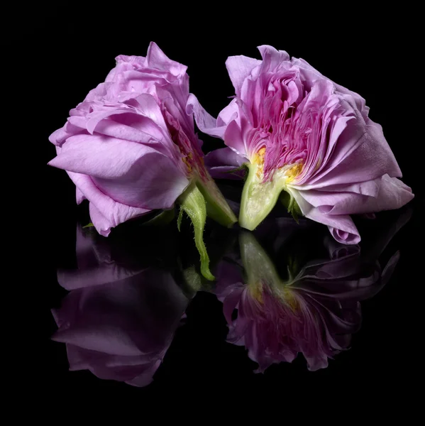 Halved pink rose — Stock Photo, Image