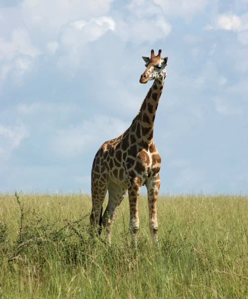 Жираф в африканській савані — стокове фото