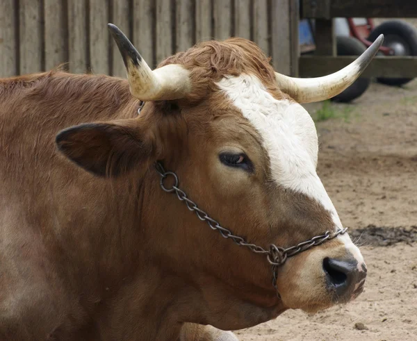 Портрет скота — стоковое фото