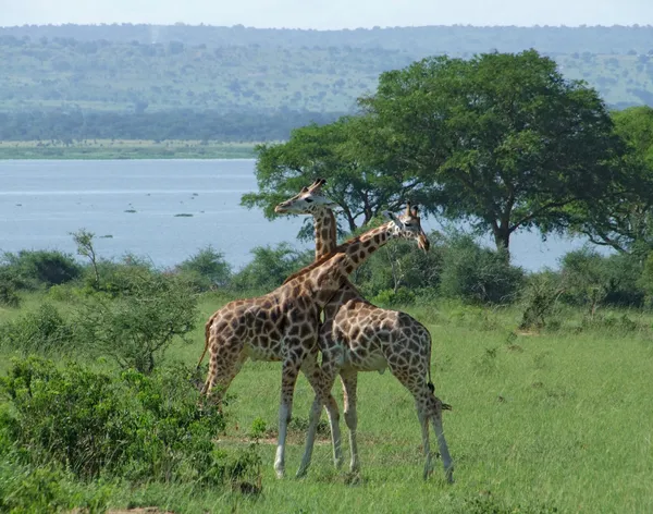 Mandlige Giraffer i kamp i Afrika - Stock-foto