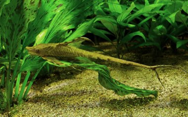 Whiptail catfish clipart