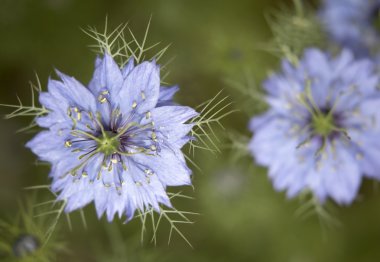 Nigella damascena flowers clipart