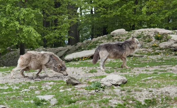 Loups gris près de la forêt — Photo
