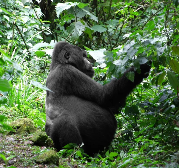 Gorilla in green vegetation — Stock Photo, Image